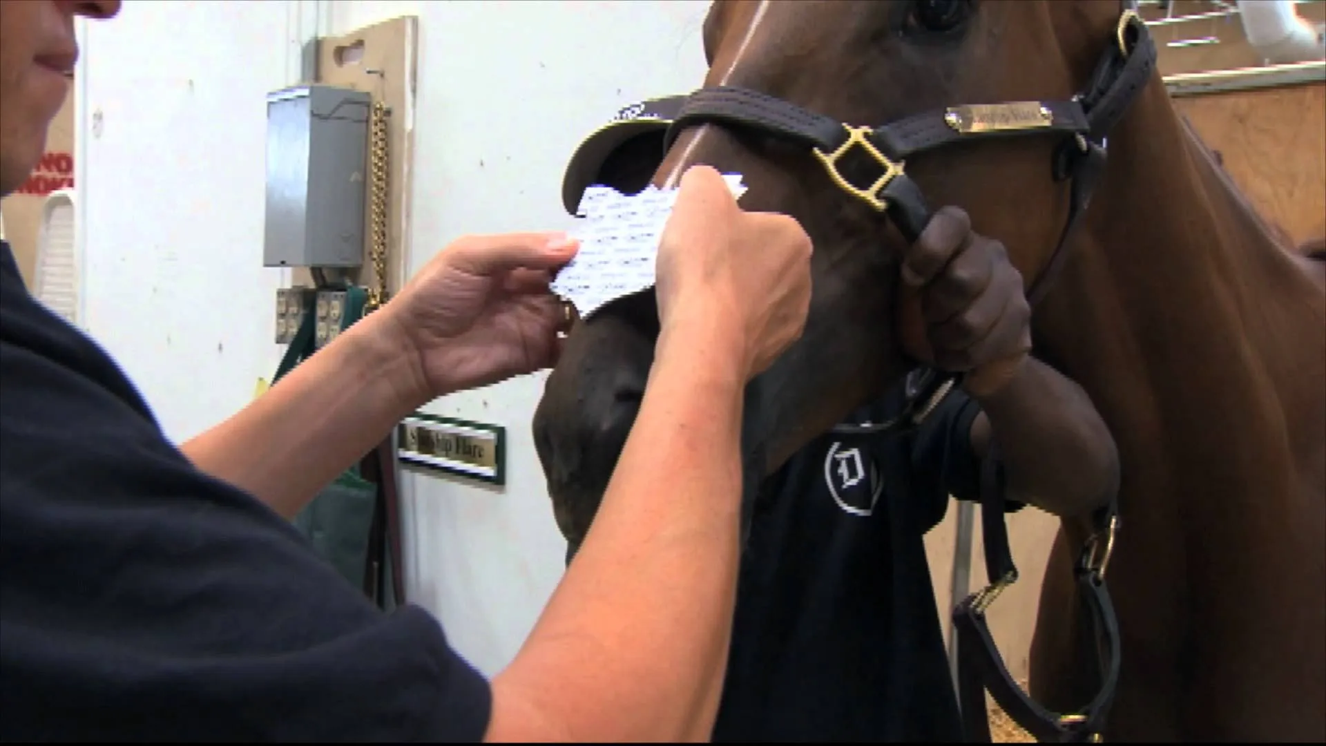 Flair Equine Nasal Strip