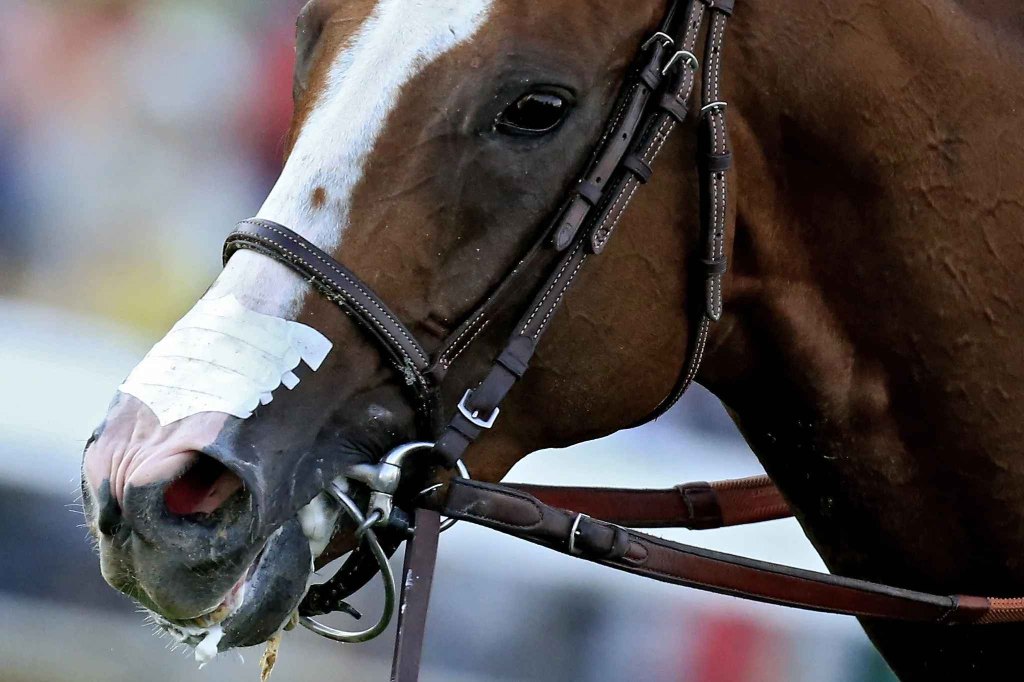 Flair Equine Nasal Strip