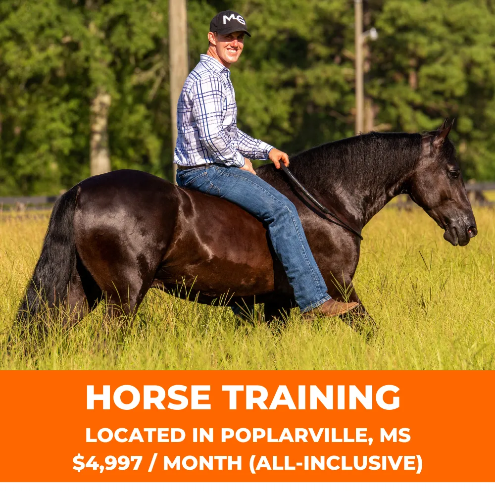 Horse Training