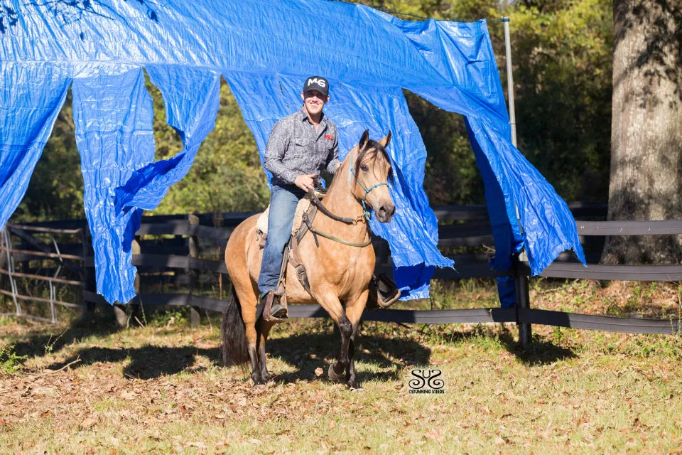 Horse Training