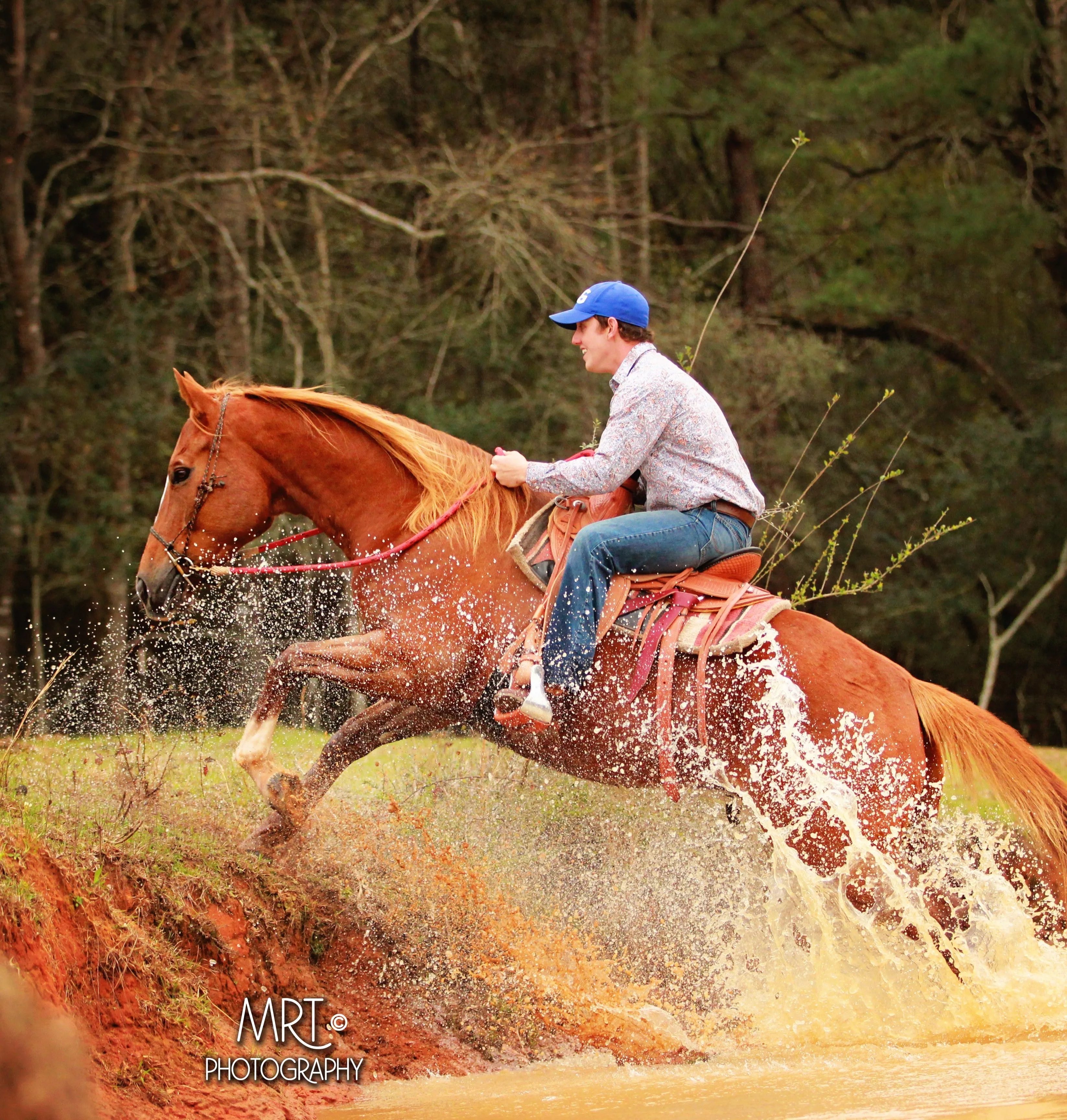 Horse Training